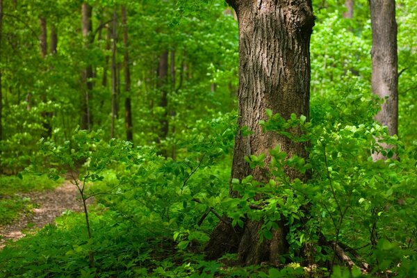 Uma grande árvore em uma floresta verde