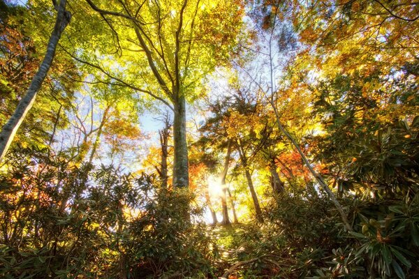 The tops of the trees from the bottom up of the autumn forest