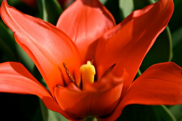 O fogo vermelho na flora mundial