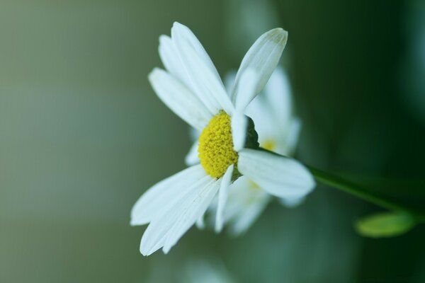 Sad daisy on a blurry background