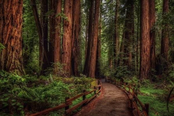 Wooden bridge in the middle of the forest