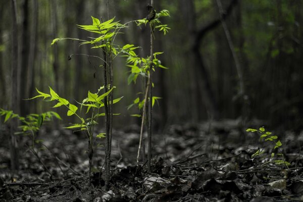 जंगल की पृष्ठभूमि पर युवा टहनियाँ