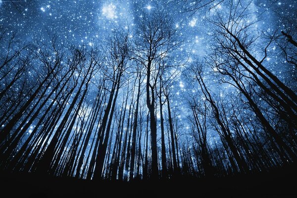 Landscape Space forest. Starry sky