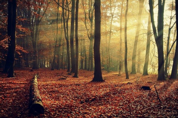 La lumière traverse les troncs d arbres