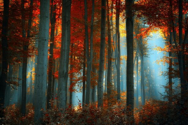 Autumn fog in the morning forest