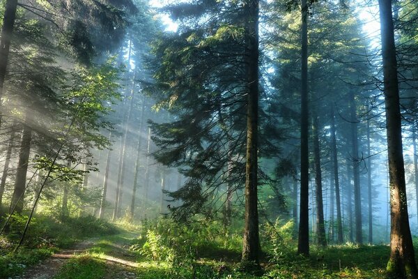 La lumière traverse les arbres