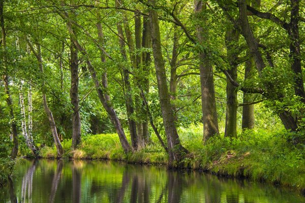 Trees on the shore of a clear lake