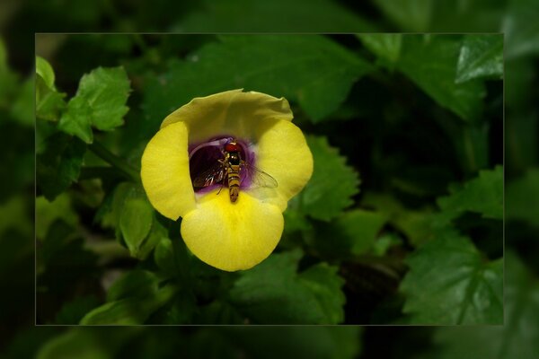 Nature, flowers in the garden