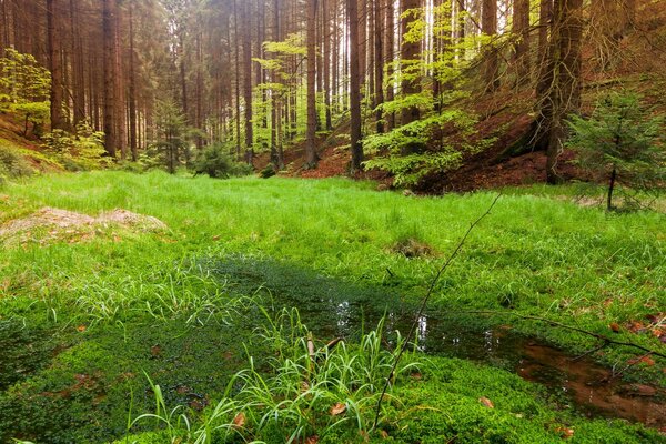 Что значит погожий летний день