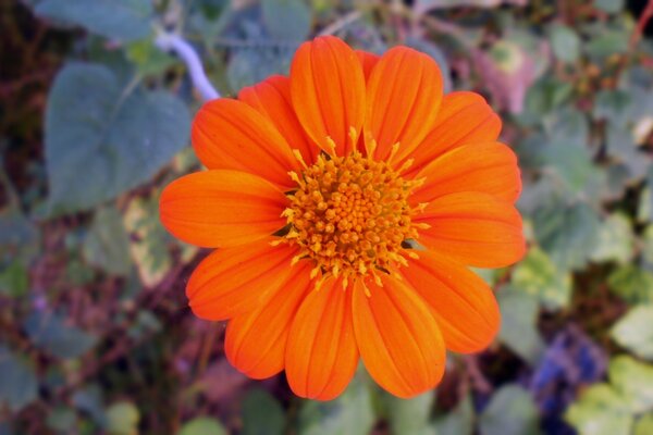 Orange flower close-up