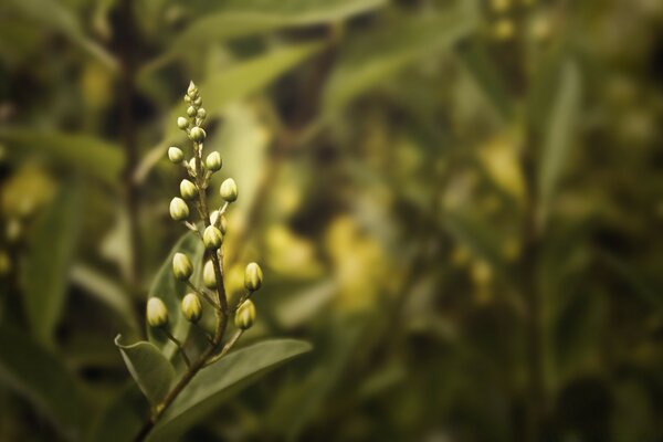 Fleur nature flore vert