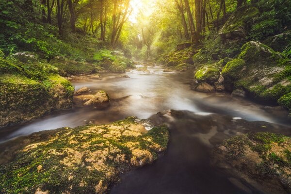 Ein schmaler Fluss inmitten eines dichten Waldes