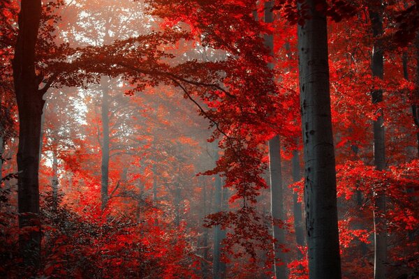 Autumn forest in blood-red foliage color