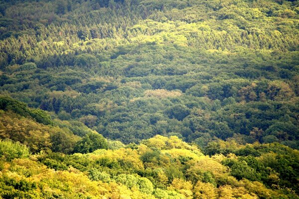 Nature, landscape of trees in the forest