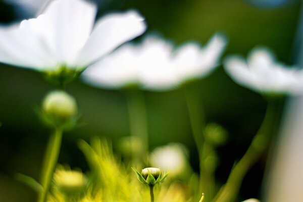 White flowers begin to bloom