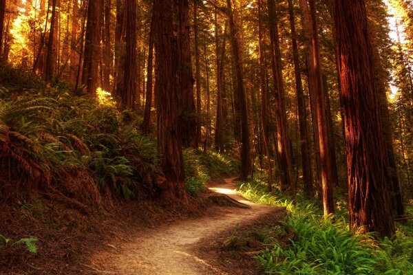 Ein Wanderweg, der tief in den Wald führt