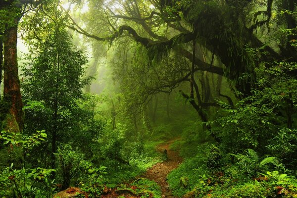 जंगल के सुंदर दृश्य के साथ सुंदर प्रकृति