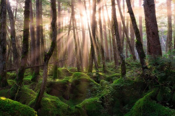 Les rayons du soleil se frayent un chemin à travers la forêt