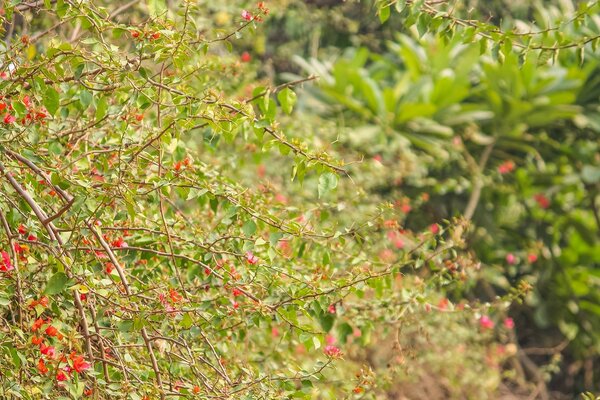 Nature, trees on a background of leaves