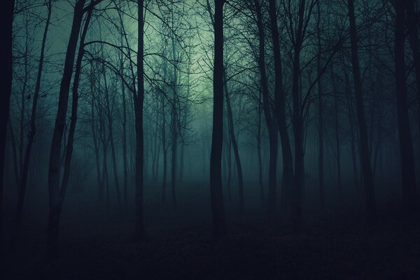 Sombre forêt brumeuse la nuit