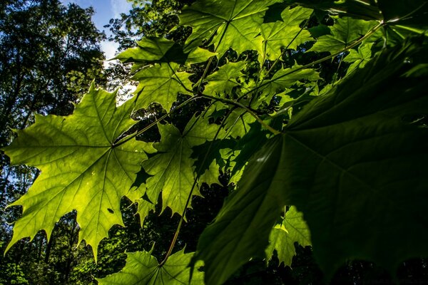 Grandes feuilles d érable vertes