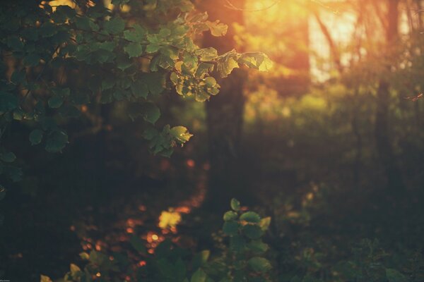 Feuillage forestier dans les rayons du soleil