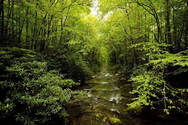 Laubwald in der Stille des Hauses