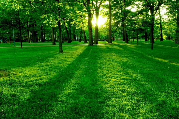 Rayos de sol a través de árboles exuberantes y verdes