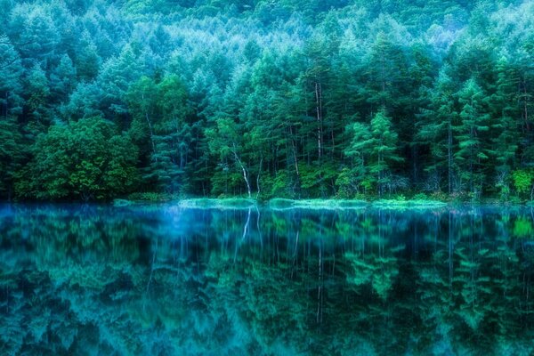 Paisaje de cuento de hadas del bosque de niebla