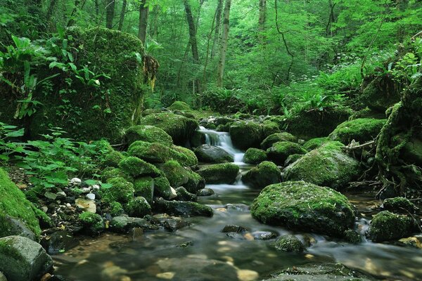 Wasser mit Moos im Wald