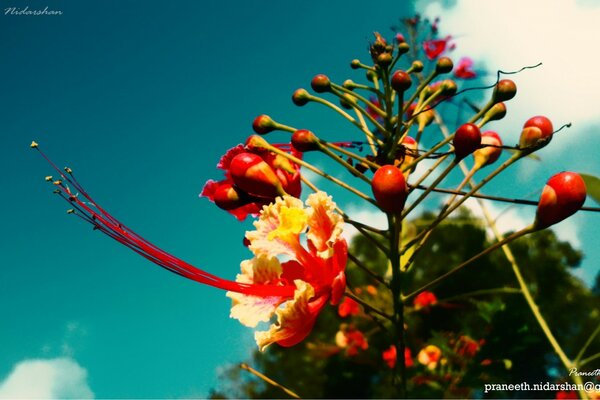 A branch with berries and flowers on the background of the sky