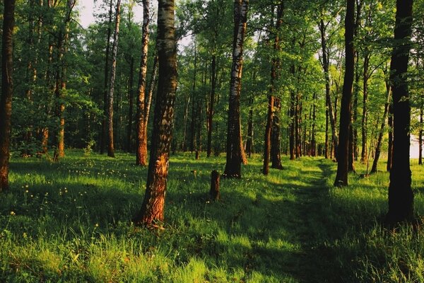 Belle forêt verte dense