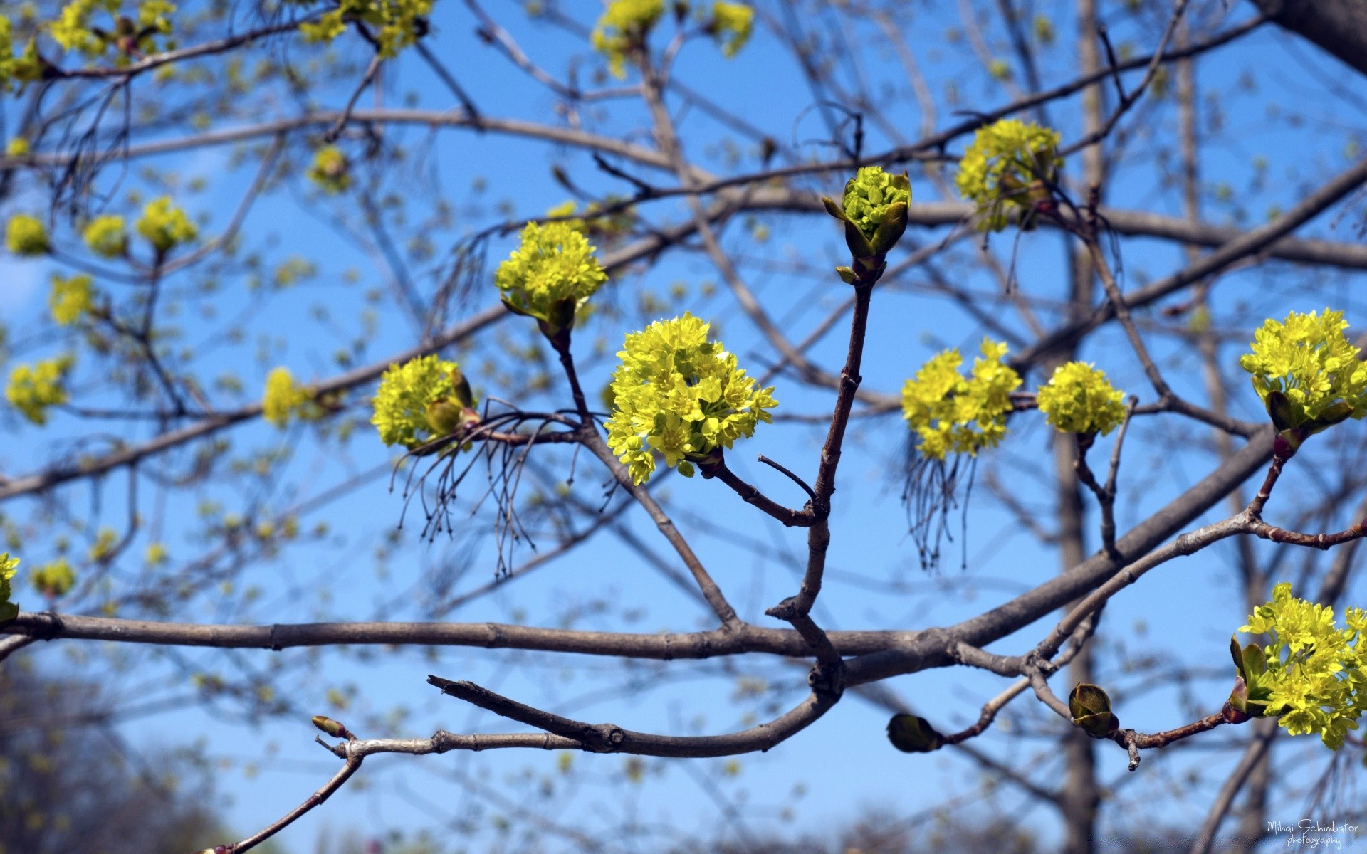 wald baum zweig blume flora natur saison blatt park blühen schließen umwelt desktop garten wachstum im freien blumen farbe