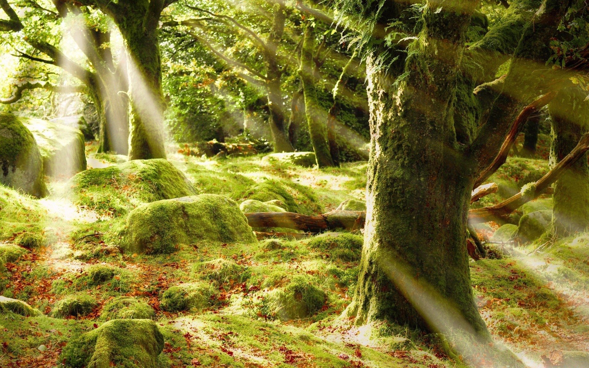 forest nature wood tree leaf wild summer landscape environment moss outdoors tropical park rainforest fern flora jungle lush water