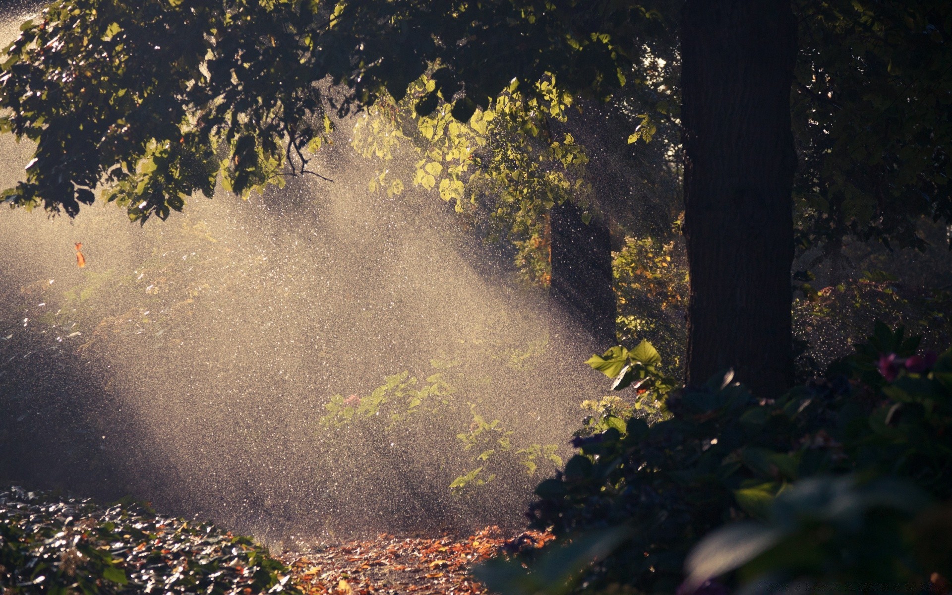 foresta autunno paesaggio albero acqua foglia parco legno all aperto nebbia fiume nebbia ambiente luce natura