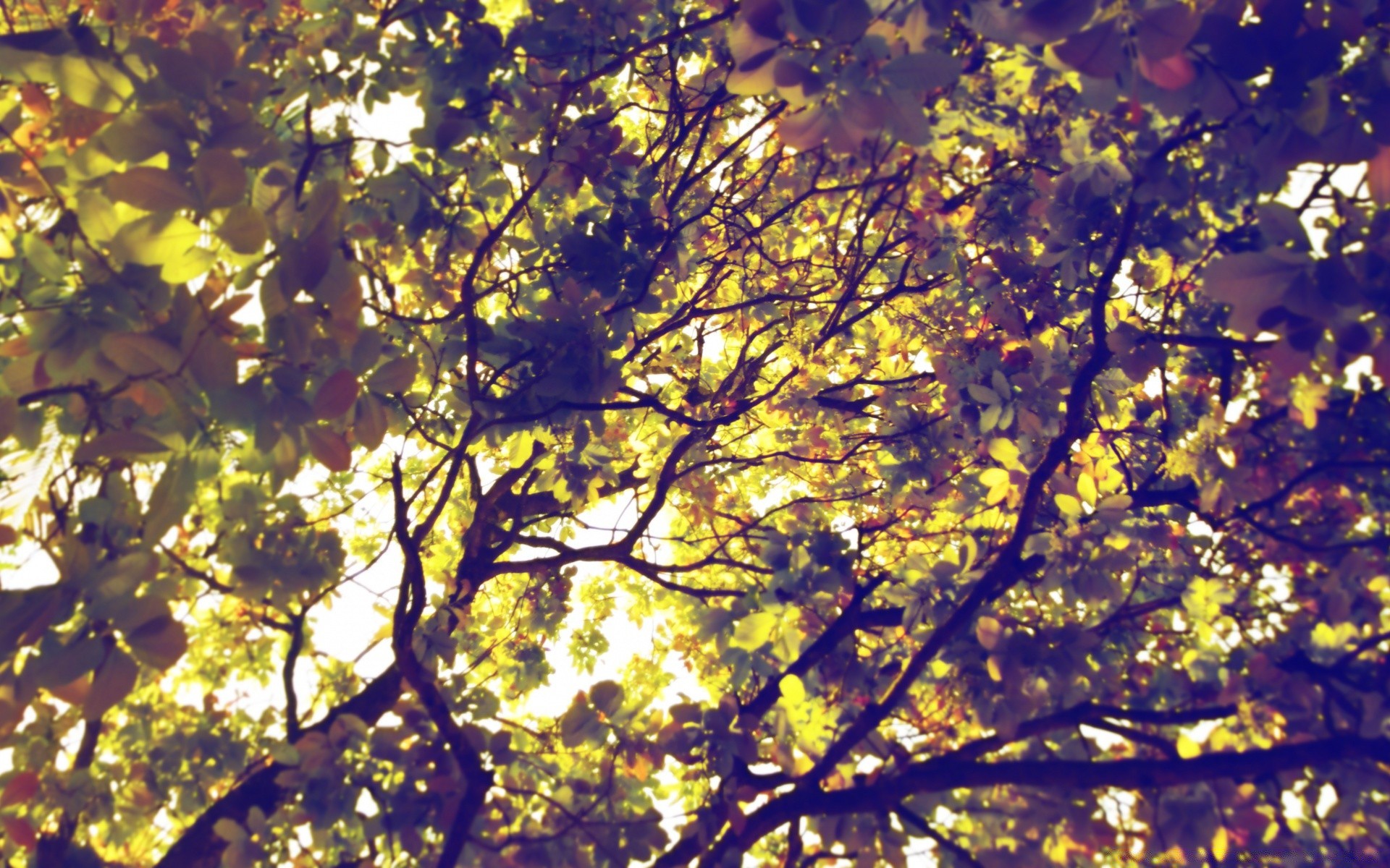 wald baum blatt herbst zweig saison natur holz landschaft desktop park farbe flora sonne gutes wetter hell wachstum im freien licht umwelt