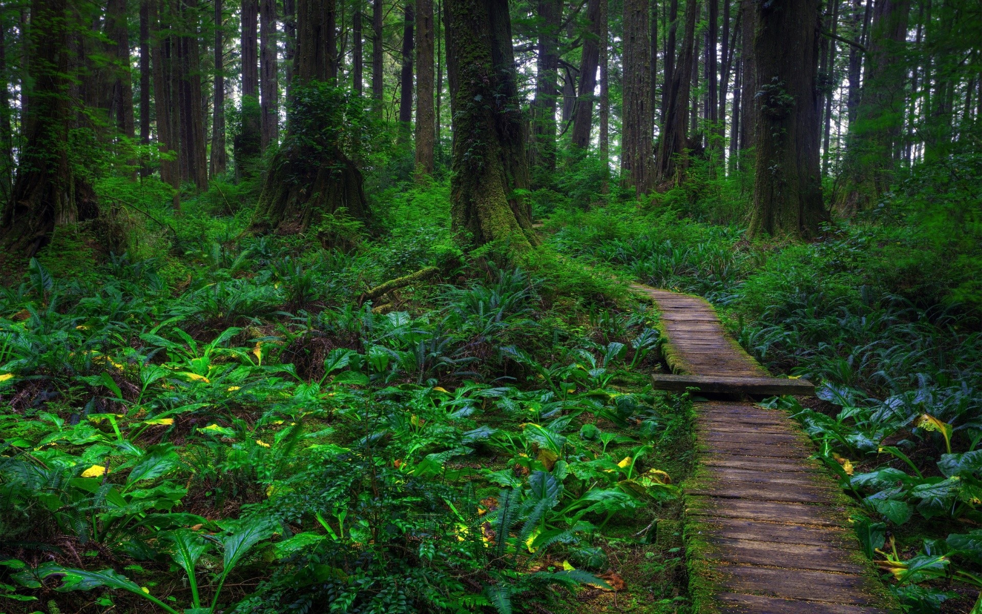 forest wood landscape tree nature park leaf environment trail scenic rainforest lush guidance light hike walk outdoors flora moss growth