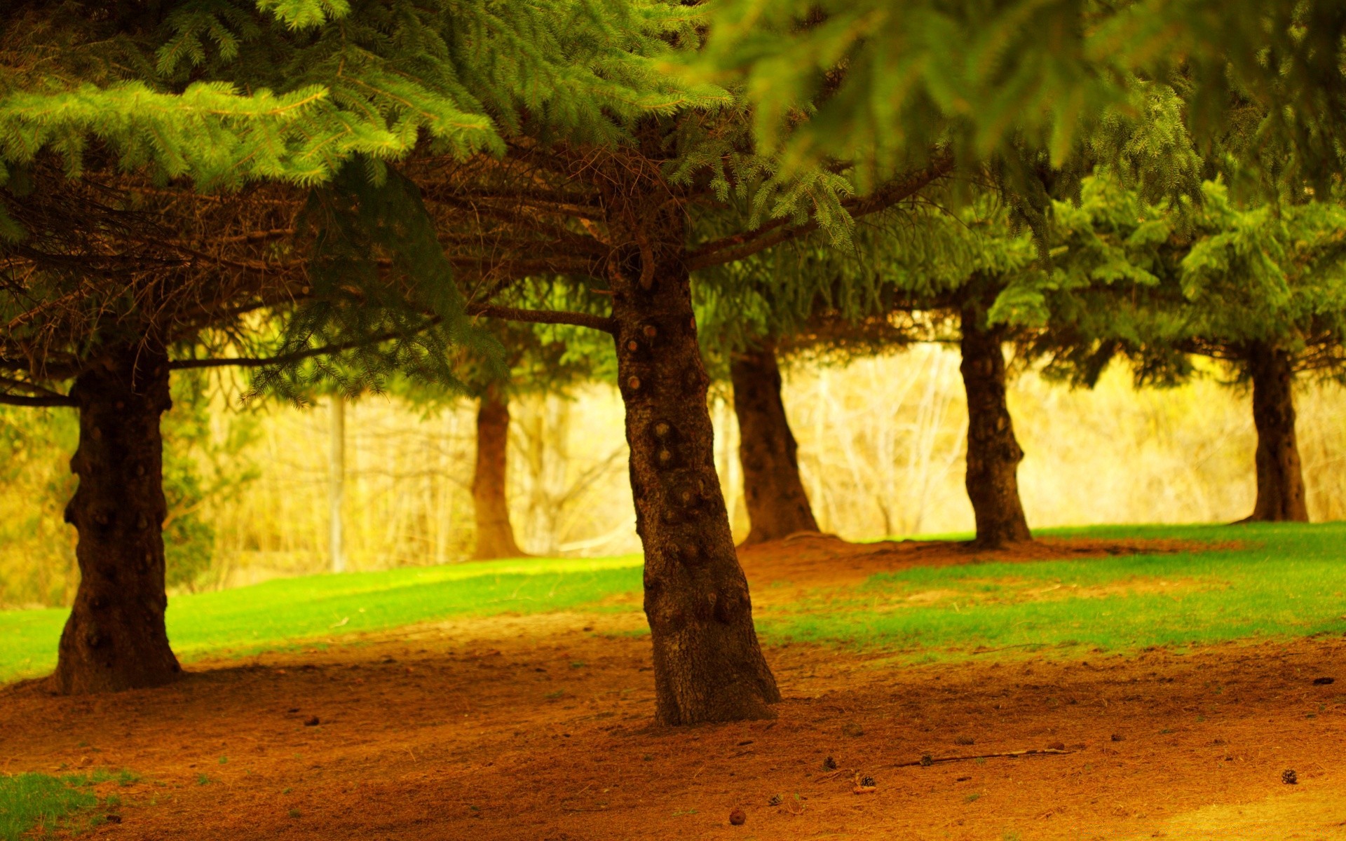 bosque árbol madera parque luz paisaje otoño sombra hierba naturaleza al aire libre