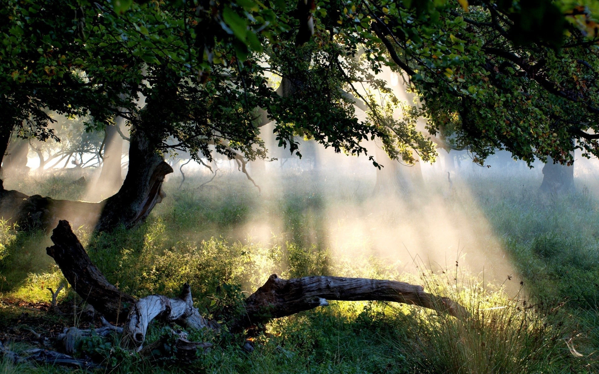 las drewno drzewo krajobraz natura woda świt mgła liść mgła odkryty park środowisko jesienne światło