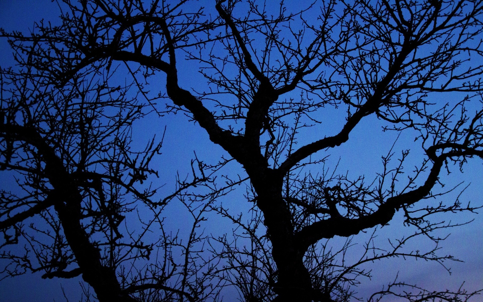 bosque árbol rama paisaje madera tronco medio ambiente naturaleza corteza solo temporada otoño parque roble escritorio silueta seco soledad al aire libre