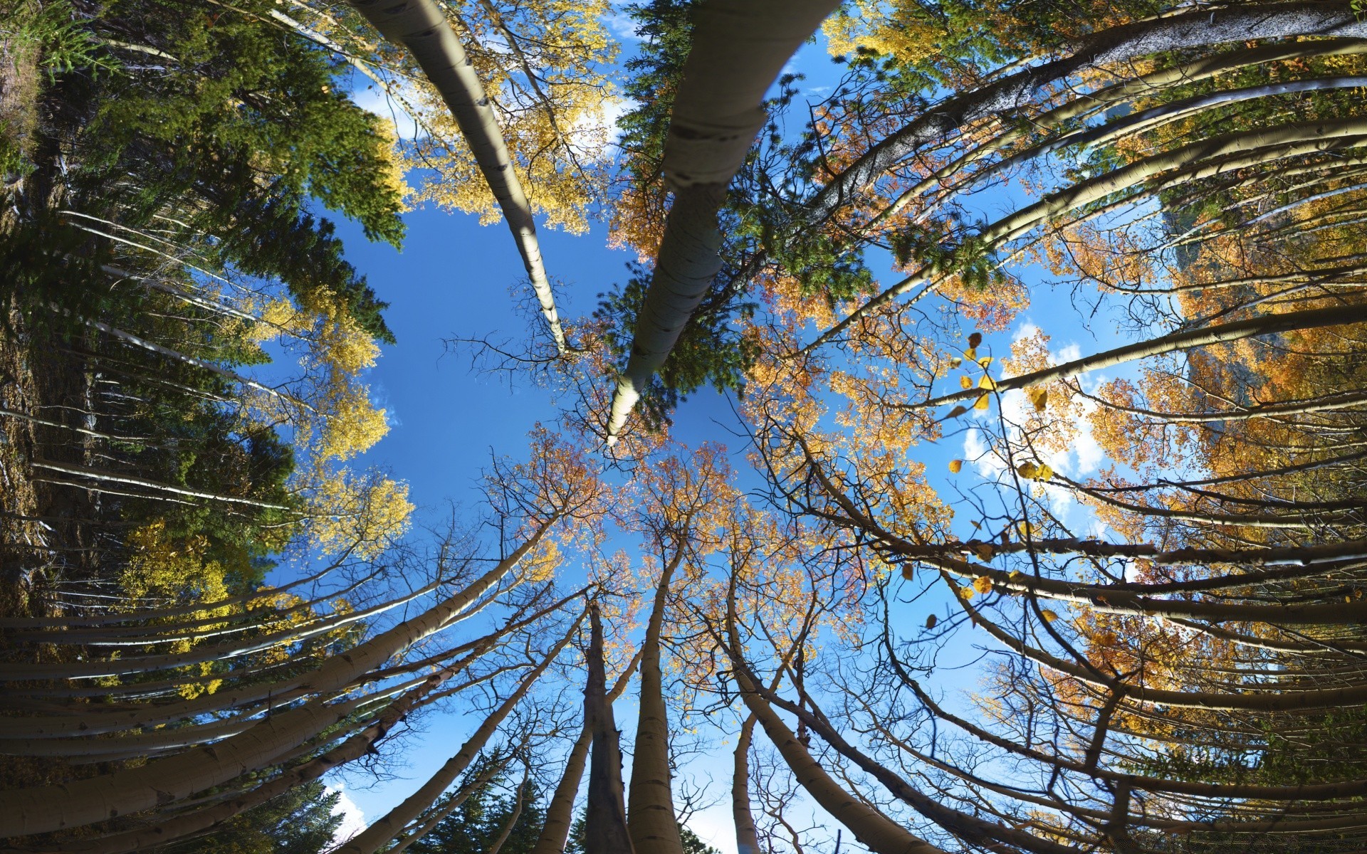 forest tree wood nature landscape park fair weather branch sun outdoors leaf light season sight sky bright scenic scene sunny fall