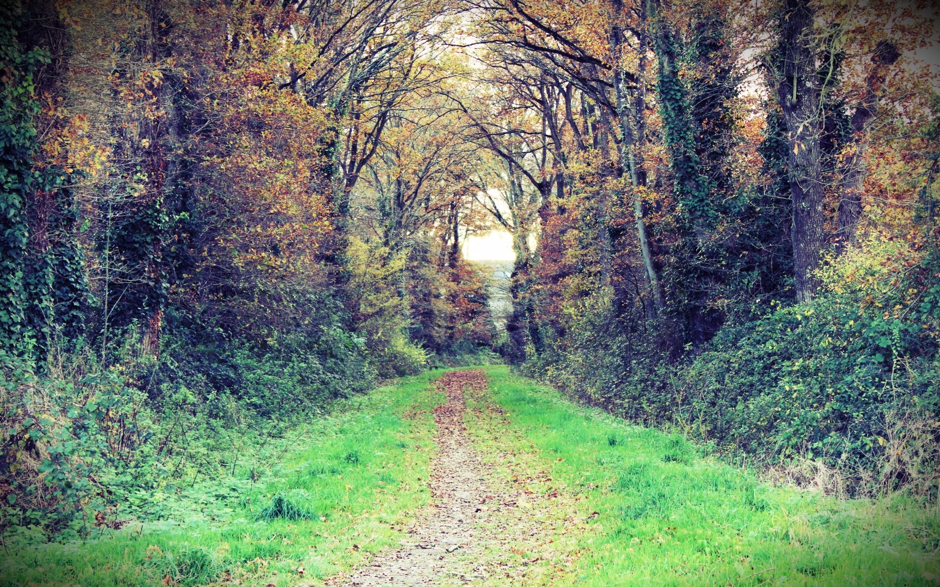 forêt bois arbre paysage feuille nature route parc automne saison guide environnement scénique à l extérieur rural campagne sentier beau temps flore paysages