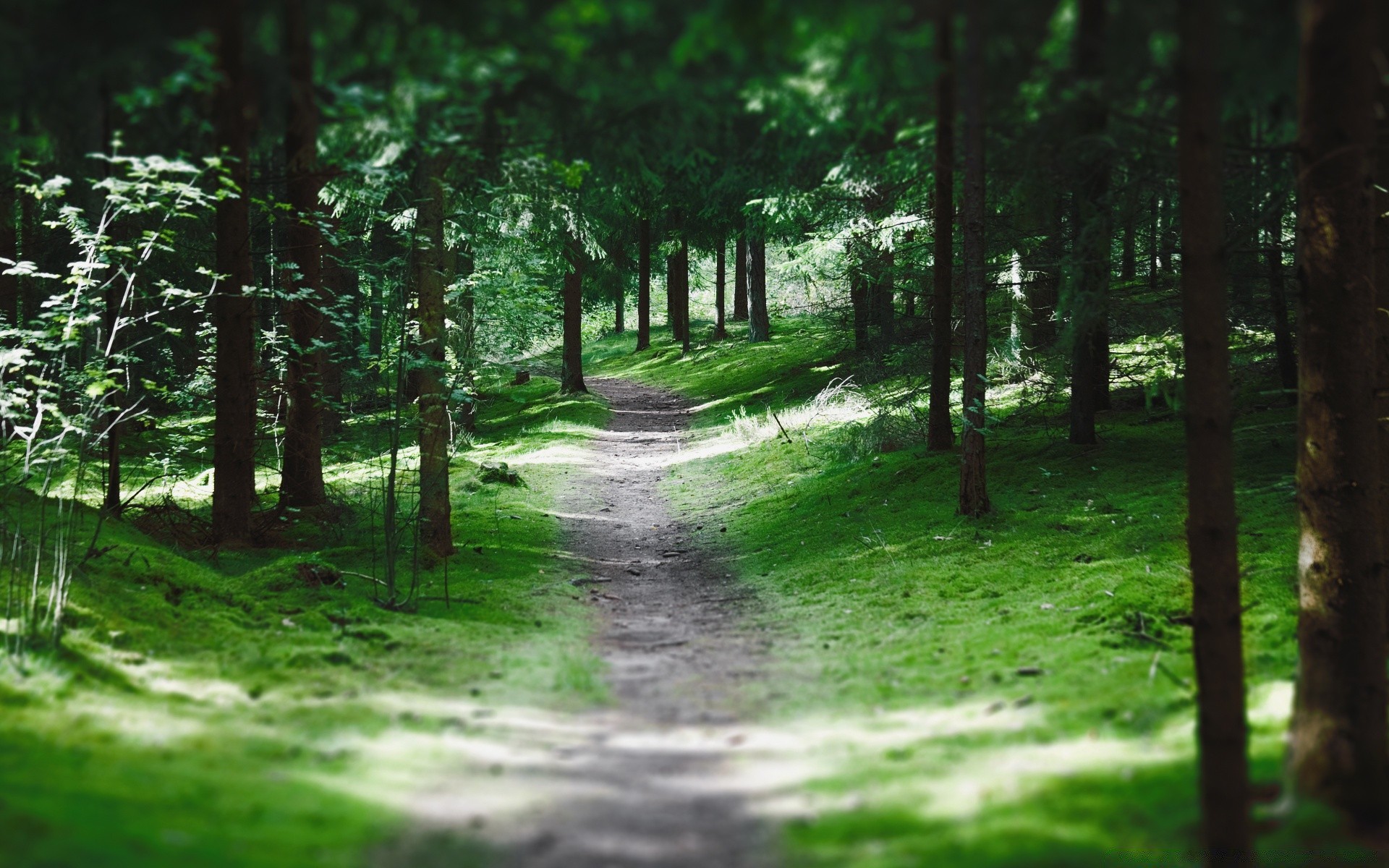 foresta paesaggio legno albero natura foglia all aperto strada parco bel tempo ambiente nebbia alba guida sole estate nebbia lussureggiante scenico erba