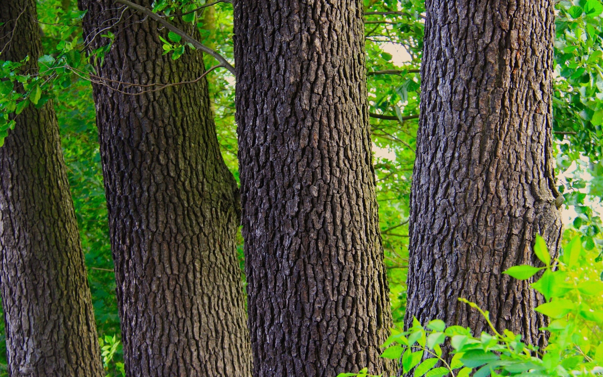 bosque madera árbol naturaleza hoja paisaje flora al aire libre medio ambiente otoño parque crecimiento