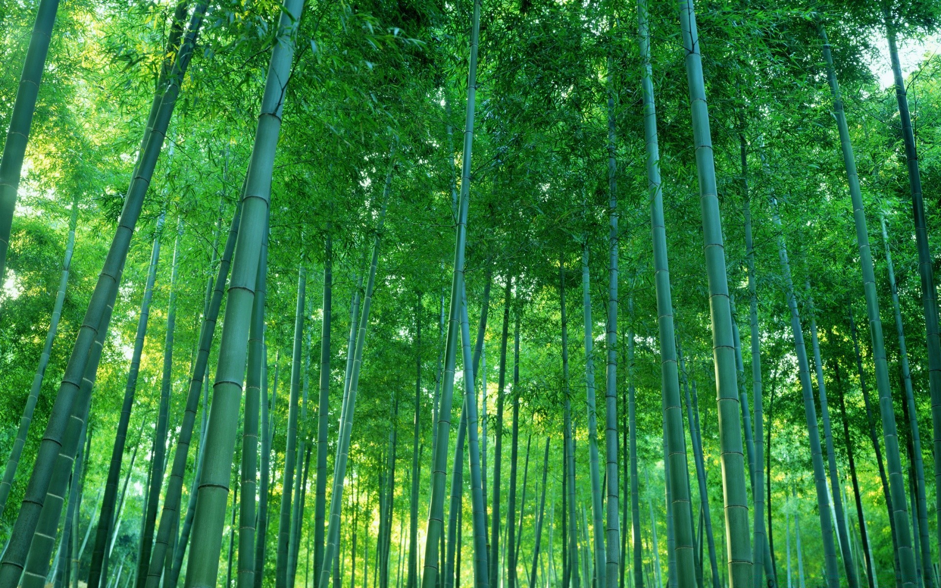 floresta bambu folha exuberante madeira natureza árvore crescimento flora sanbim ambiente ramo ecologia área de trabalho brilhante casca zen