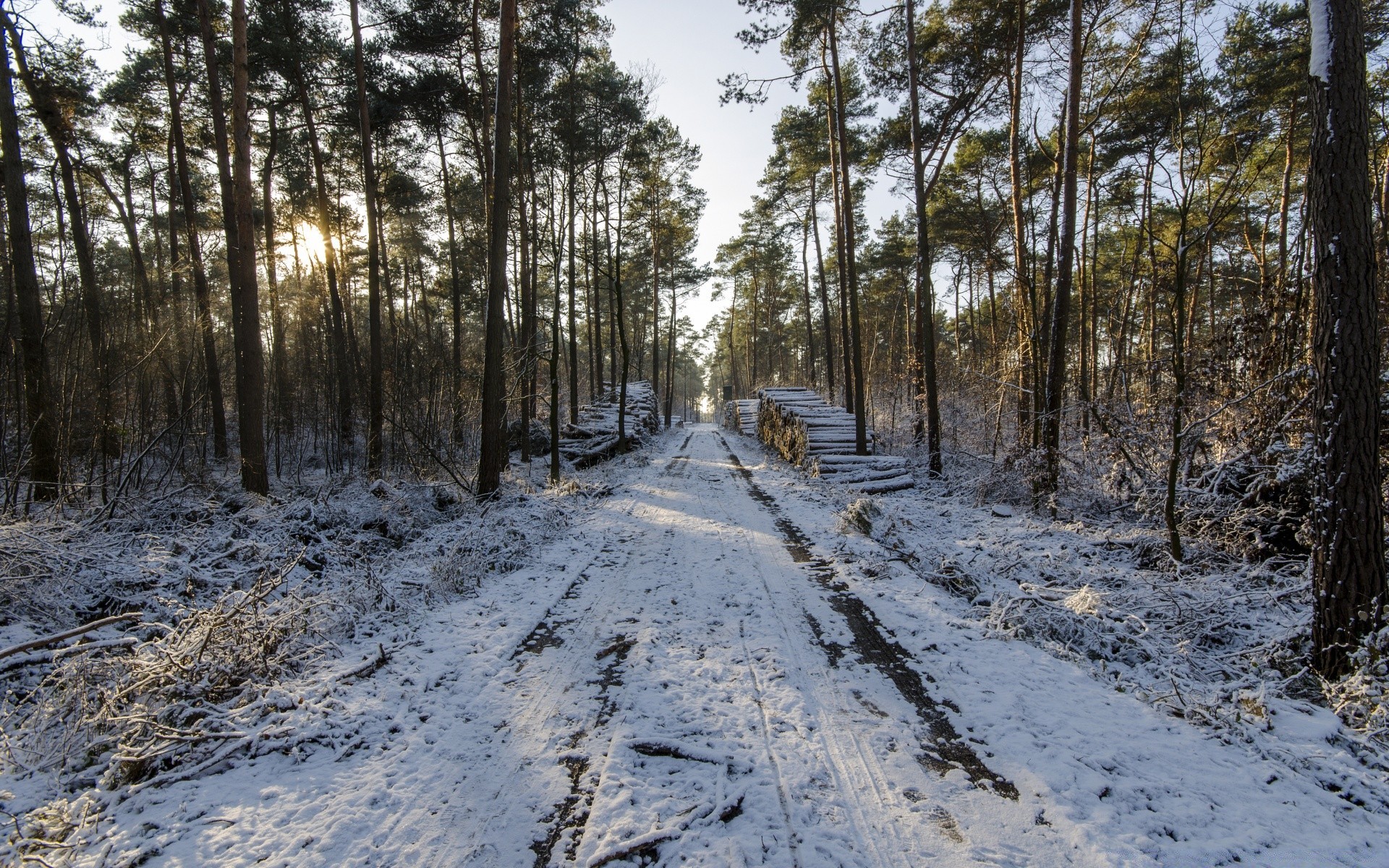 forest wood tree landscape nature winter season road environment weather outdoors snow guidance park scenic pine fair weather scene branch sky