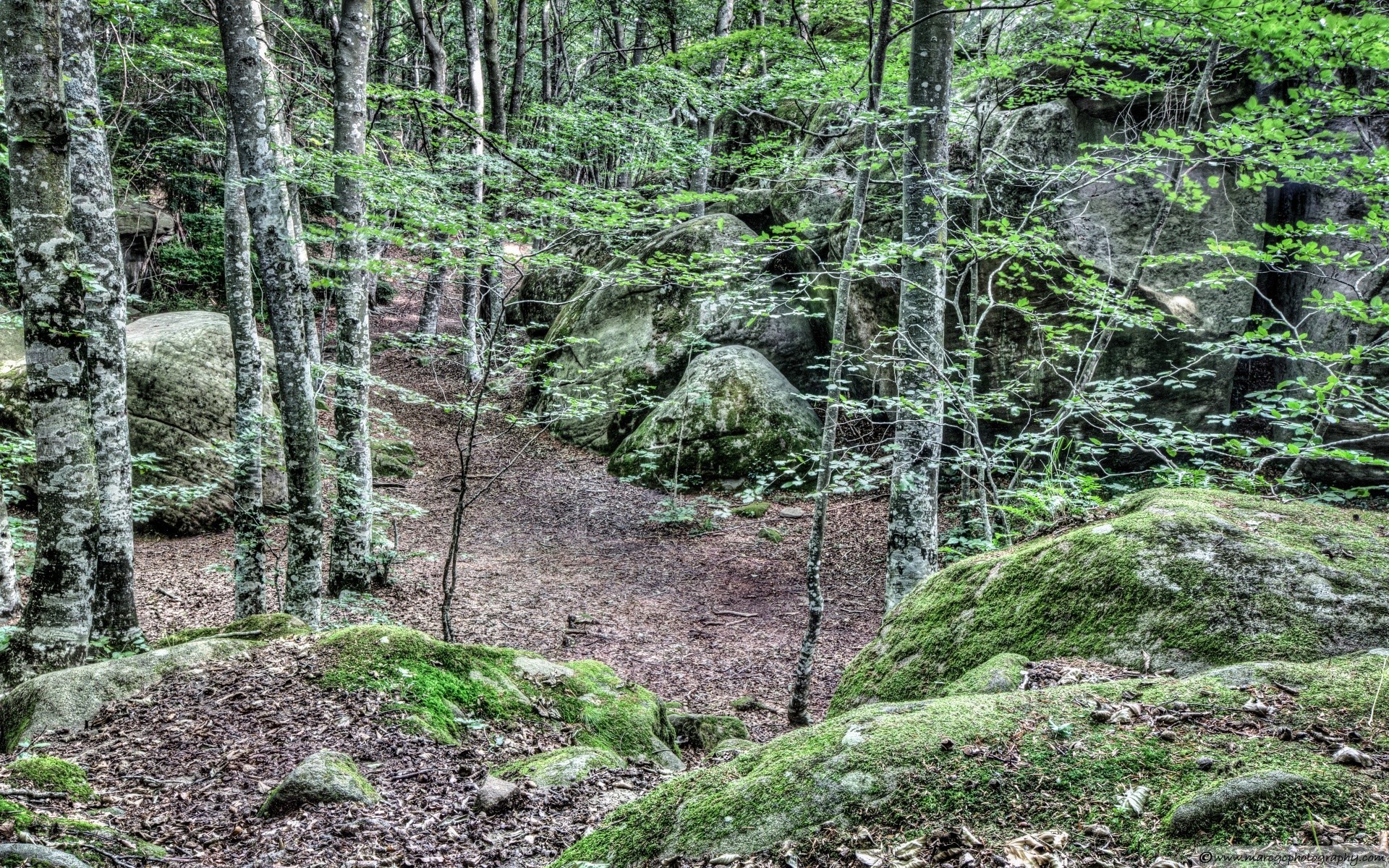 forest wood nature landscape leaf tree moss flora travel trail summer outdoors environment hike mountain stone scenic wild scenery