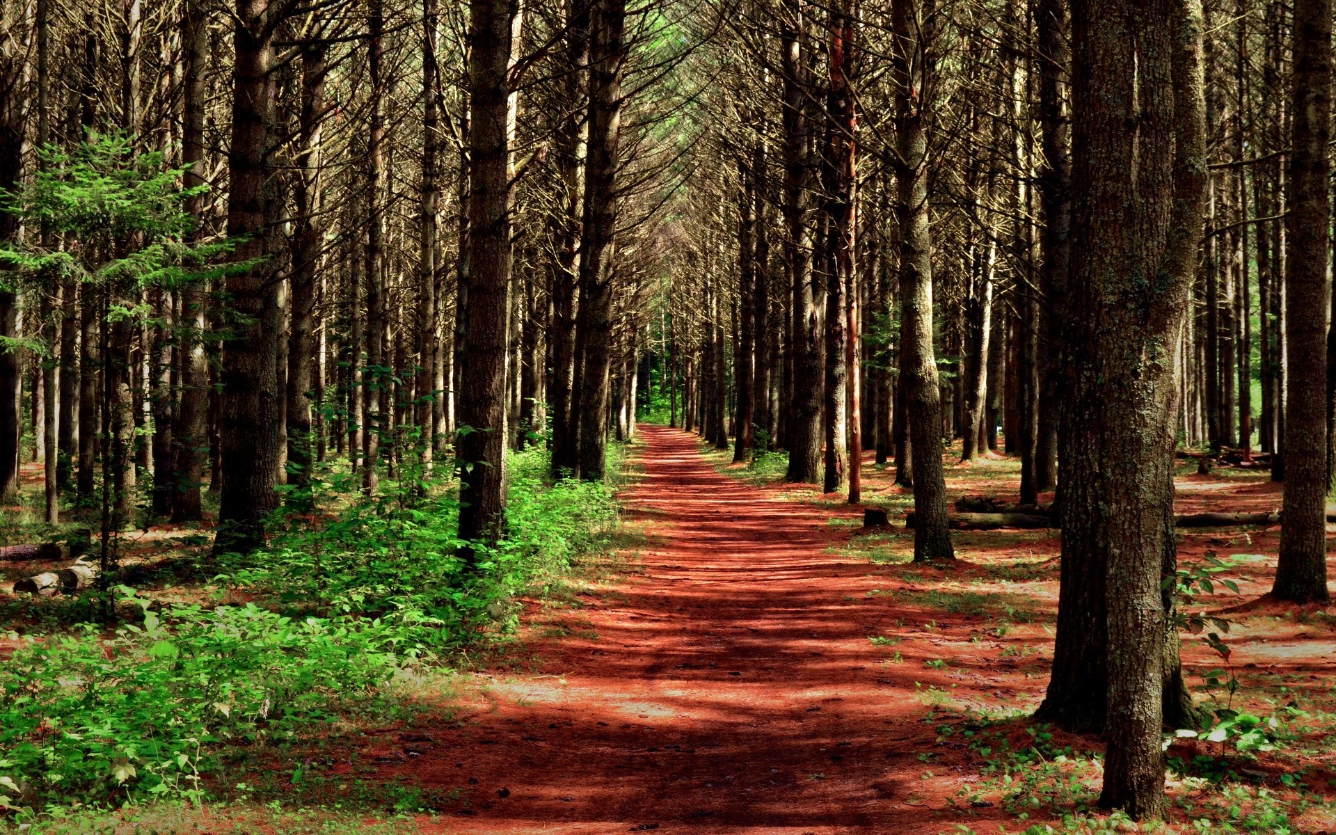 las drewno drzewo krajobraz natura przewodnik park liść środowisko bagażnik droga sezon jesień sceniczny świt na zewnątrz dobra pogoda krajobrazy ścieżka