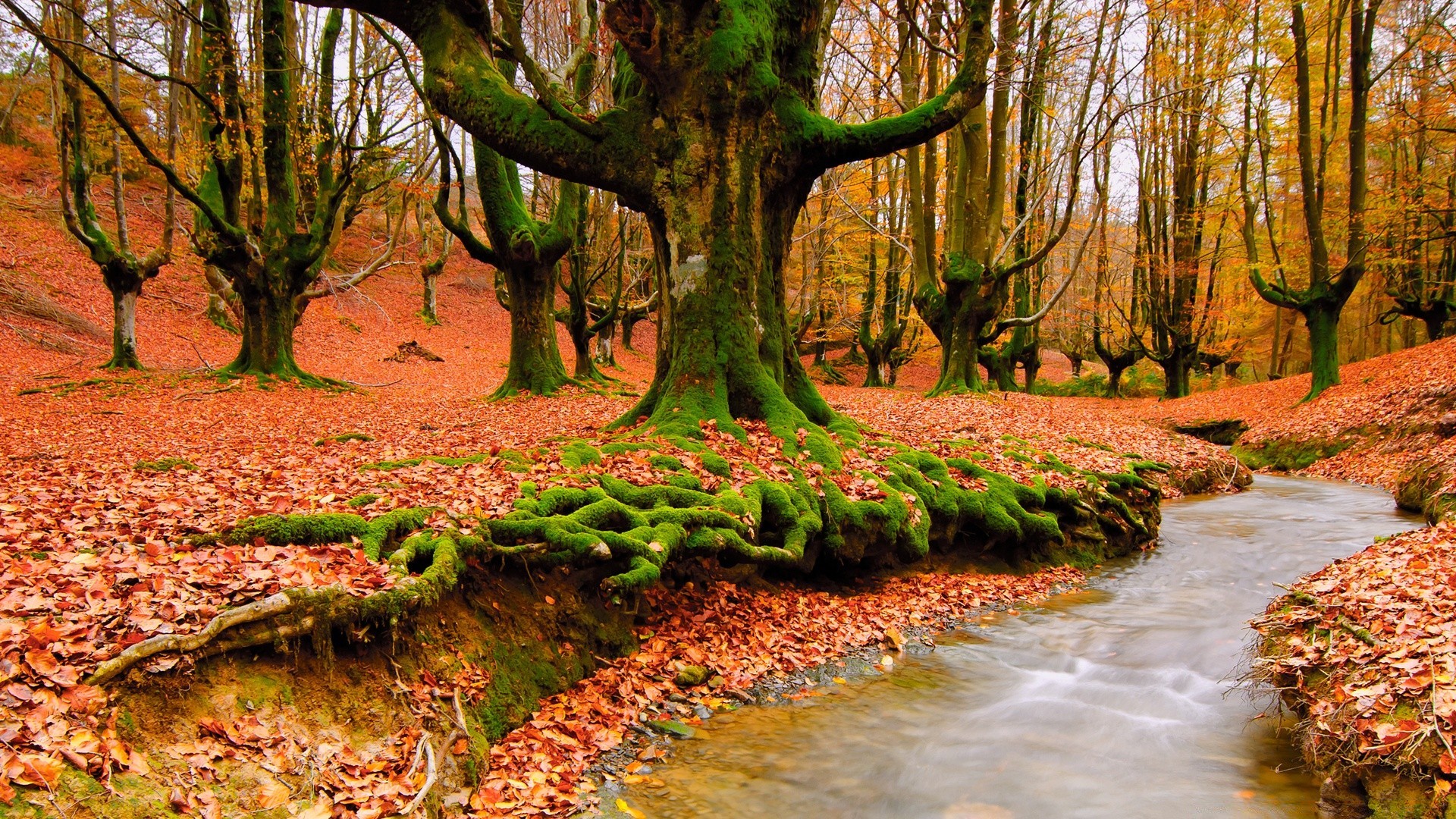 las jesień drzewo natura drewno liść park krajobraz sezon sceniczny na zewnątrz środowisko krajobrazy buk dobra pogoda świt oddział