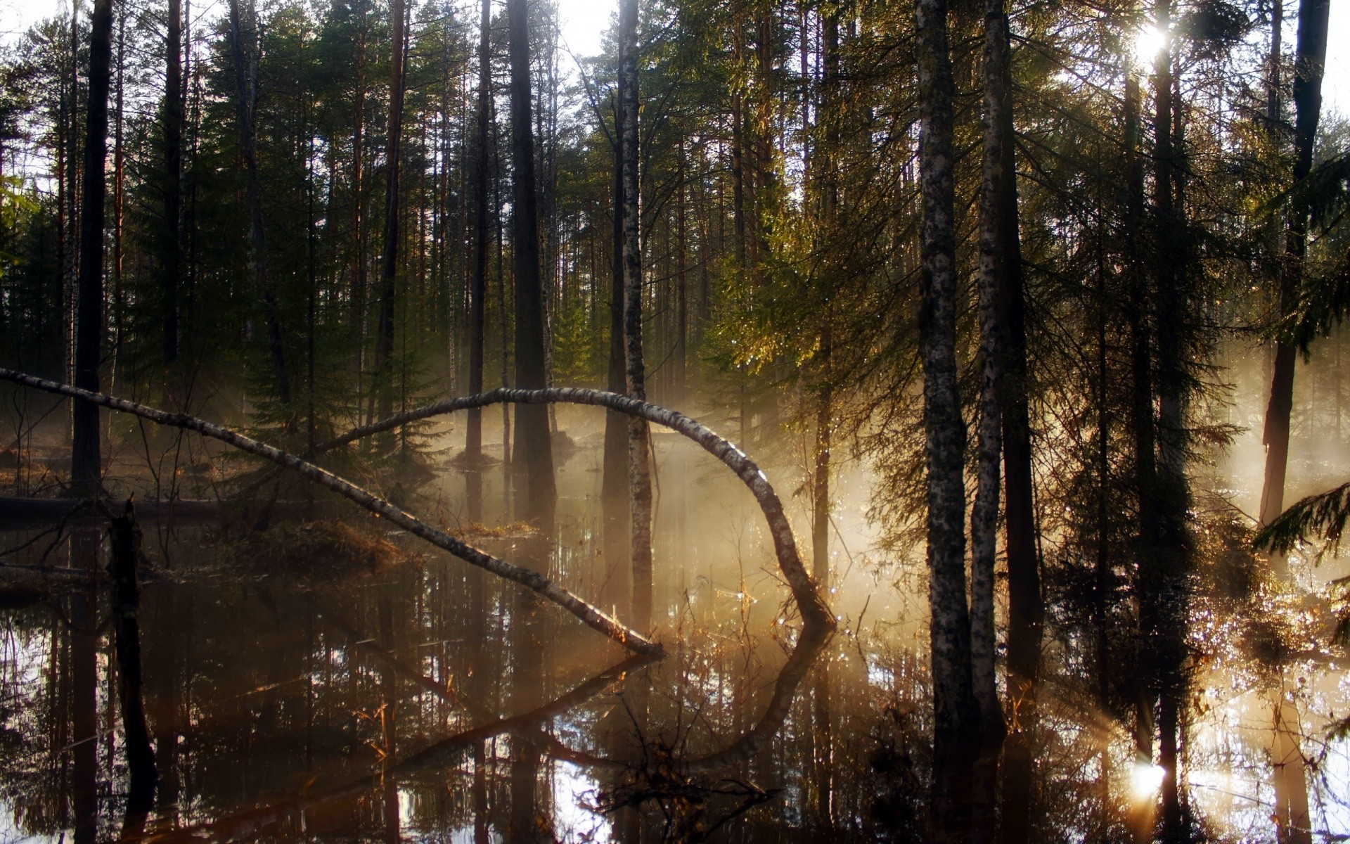 las drewno drzewo natura krajobraz mgła mgła światło środowisko park jesień świt na zewnątrz woda liść sosna odbicie zima iglaste dobra pogoda